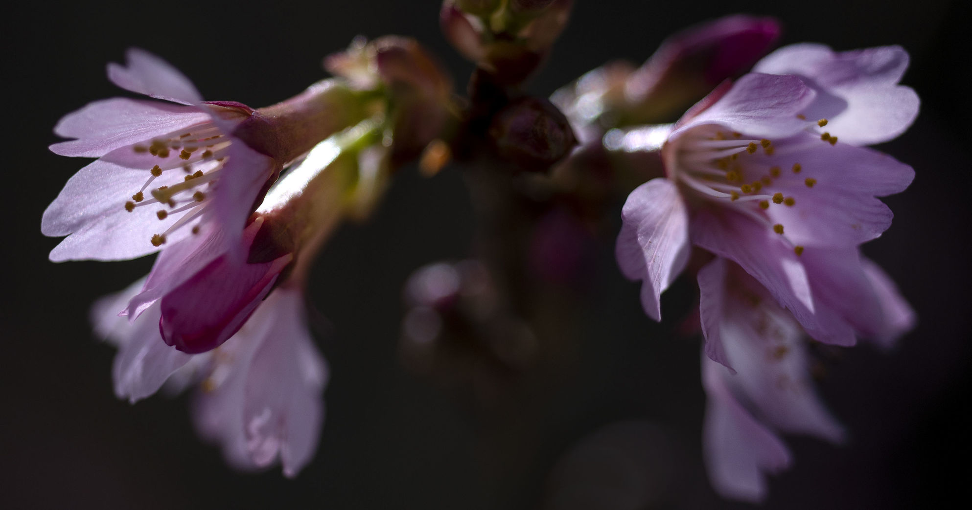 Flowering Tree-04